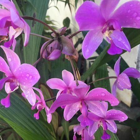 Homestay Vuon Nhan 플레이쿠 외부 사진